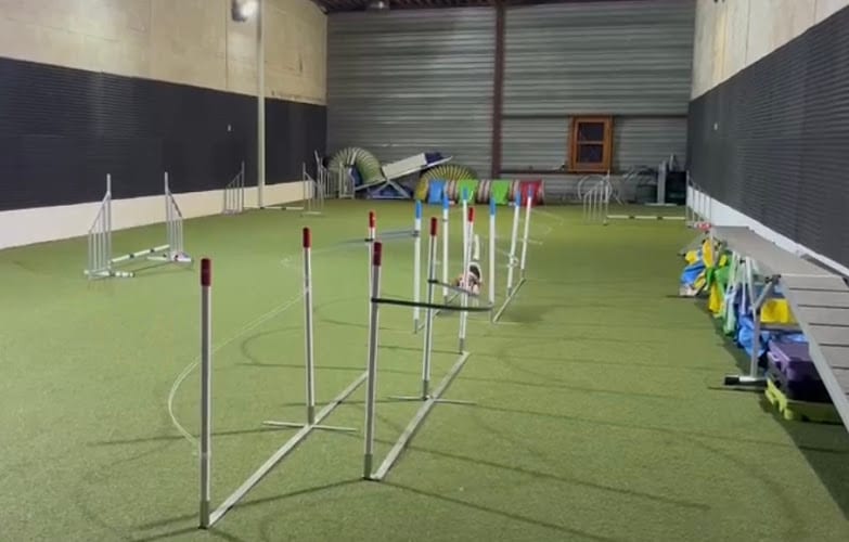 Sportschool HSVE - Hond en Sport Van Elteren in Boxmeer